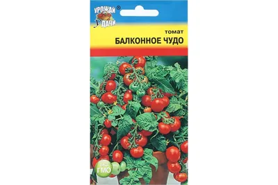 Помидоры \"Балконное чудо\". Мой плодовый дебют. | Ok Plants | Дзен