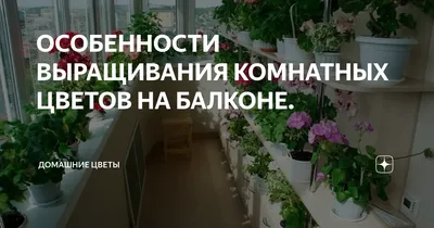 7 вьющихся растений для теплой лоджии | ivd.ru