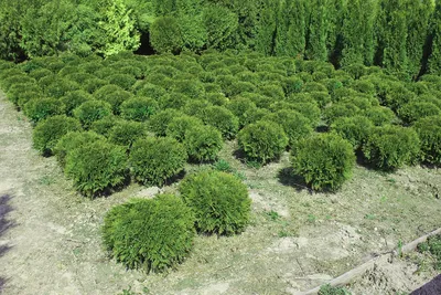 Туя западная Даника Thuja occidentalis Danica