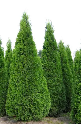 Туя западная Голден Смарагд Thuja Golden Smaragd