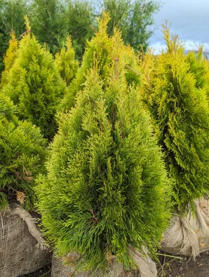 Туя смарагд / Thuja occidentalis 'Smaragd'