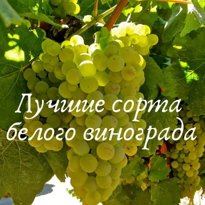 Названы главные сорта винограда в России - журнал о вине Vino.ru