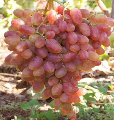 Купить Вино из винограда Шардоне (Chardonnay)