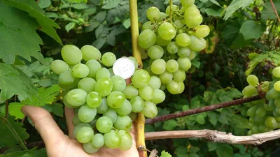 ТОП 10 ЛУЧШИХ МУСКАТНЫХ СОРТОВ ВИНОГРАДА 2019/Top of the best grapes -  YouTube