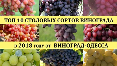 Столовые сорта винограда для выращивания в Беларуси | ВИНОГРАДНИК.by