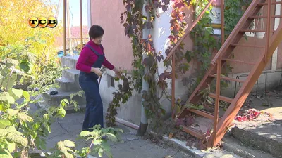 Виноград розовый \"Сенсация\" купить саженцы в Нижнем Новгороде.