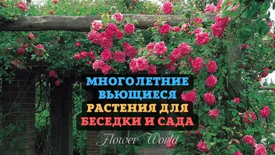 Многолетние вьющиеся растения для беседки: фото — многолетние плетущиеся  растения для сада | Houzz Россия