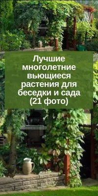 Быстрорастущие вьющиеся растения для беседки - Agro-Market