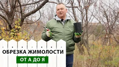 Жимолость Каприфоль - «Изгородь будет не только зеленой, и \"надушенной\".  Почему жимолость каприфоль так популярна у садоводов, если ягоды у нее  несъедобные» | отзывы