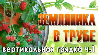 Клубника на Балконе :: Таня Фиалка – Социальная сеть ФотоКто