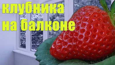 Мажестик 2 пакета Клубника на балконе 156206987 купить в интернет-магазине  Wildberries