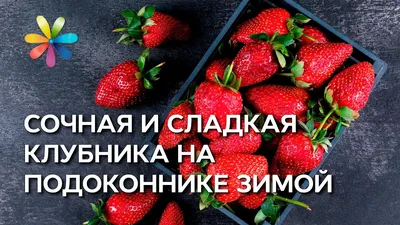 Клубника на балконе Клубника Купец (земклуника)