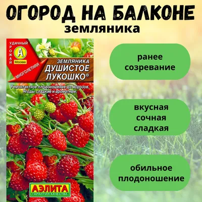 Клубника на балконе — это просто: нужны всего три вещи