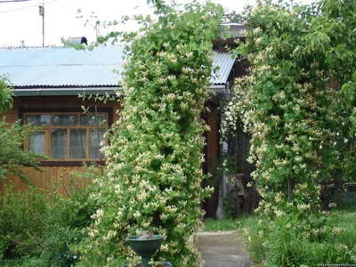 Жимолость каприфоль в ландшафтном дизайне - 66 фото