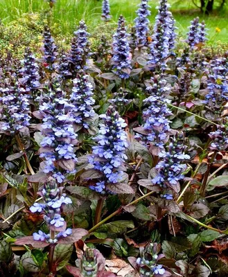 Ajuga reptans 'Burgundy Glow', Живучка ползучая 'Бургунди  Глоу'|landshaft.info