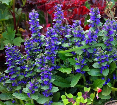 Живучка ползучая (Ajuga reptans `Rainbow`) С2 - С3 - Купить саженцы Живучки  ползучей в интернет-магазине ТД Гридино. Большой выбор, низкие цены, с  доставкой по всей России.