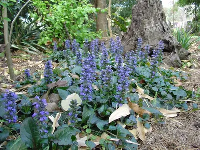 Живучка ползучая (Ajuga reptans) - PictureThis