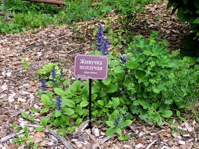 Живучка ползучая (Ajuga reptans 'Burgundy Glow') - купить саженцы в Минске  и Беларуси