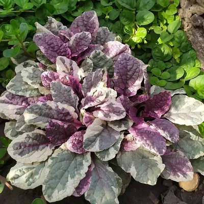 Ajuga reptans 'Burgundy Glow', Живучка ползучая 'Бургунди  Глоу'|landshaft.info