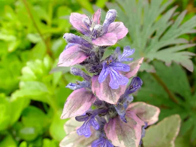 Живучка ползучая Розеа (Ajuga reptans Rosea) Р9 — Питомник Летний сад