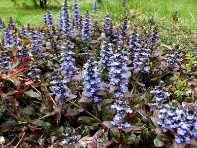 Котовник жилковатый (Nepeta nervosa Blue Moon)