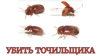 Мелкие жучки на кухне - 58 фото