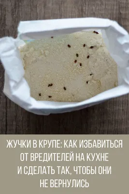 Завтрак со сверчком: какие продукты питания из насекомых могут появиться на  российских прилавках | Ветеринария и жизнь